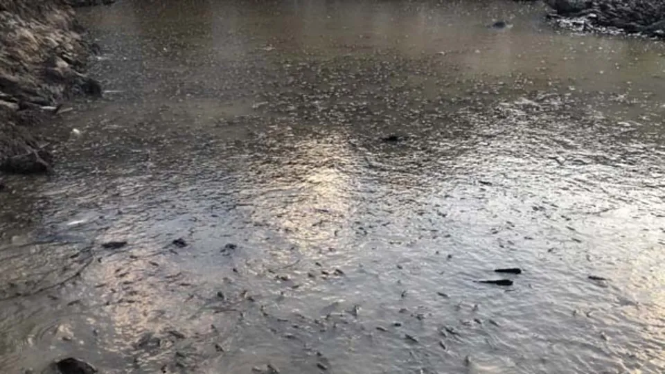 Balık tutmaya gittiler dehşete düşüren görüntü