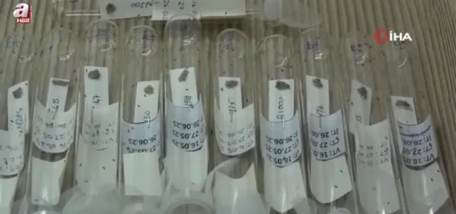 Kahverengi kokarcaya karşı biyolojik savaşta merkez Samsun: 750 bin 'samuray arısı' üretiliyor