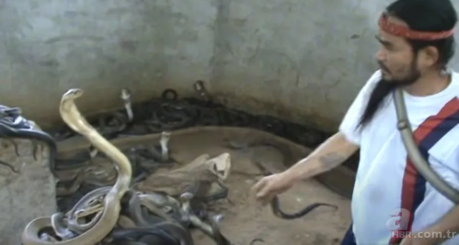 Yılan gösterisi için kobra seçen adam rahatlığıyla hayretler içinde bıraktı! 20