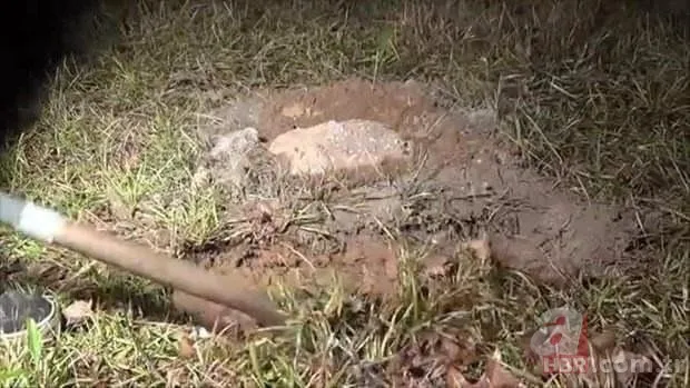 Kırmızı karıncalardan batmayan sal! Haftalarca yüzebiliyorlar 20