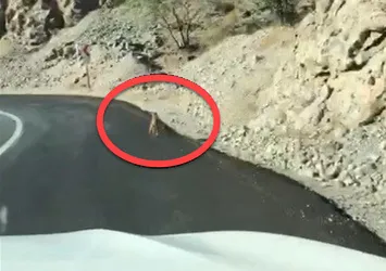 Kurt yola indi! Vatandaşlar böyle görüntüledi