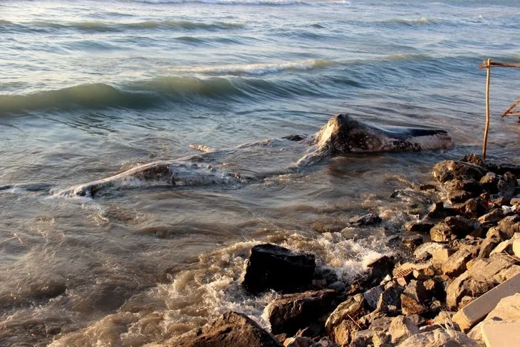 Ölü balina Arsuz’da kıyıya vurdu