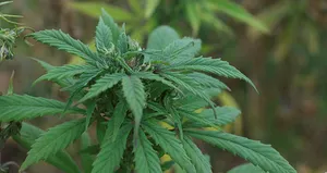 Kenevirde 2 yeni tür tohum üretildi