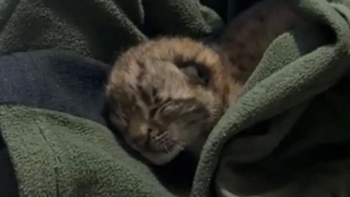 Bolu'da yalnız bulunan vaşak yavrusu koruma altına alındı