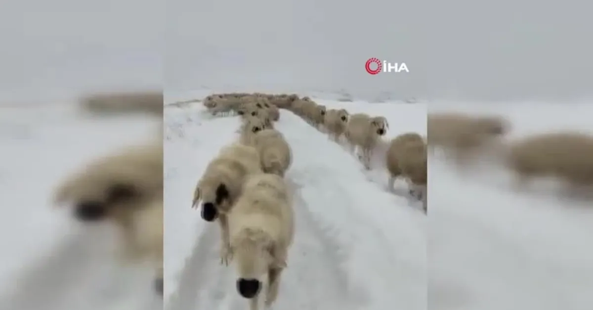 Yüzlerce koyun donmaktan son anda kurtuldu