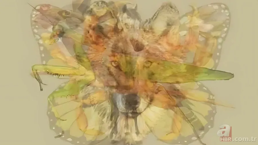 Kişilik testi: İlk fark ettiğiniz hayvan karakterinizin kodlarını veriyor 1