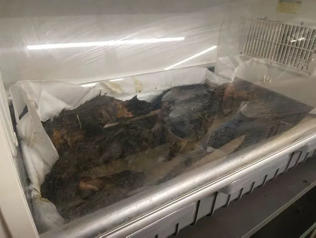 Ankara'da foseptik çukurunda bulunan 6 yavru köpek tedaviye alındı - 1