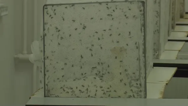 CHP’li İBB sivrisinekle mücadeleyi de beceremedi! İstanbul Üniversitesi profesöründen İBB’ye tepki