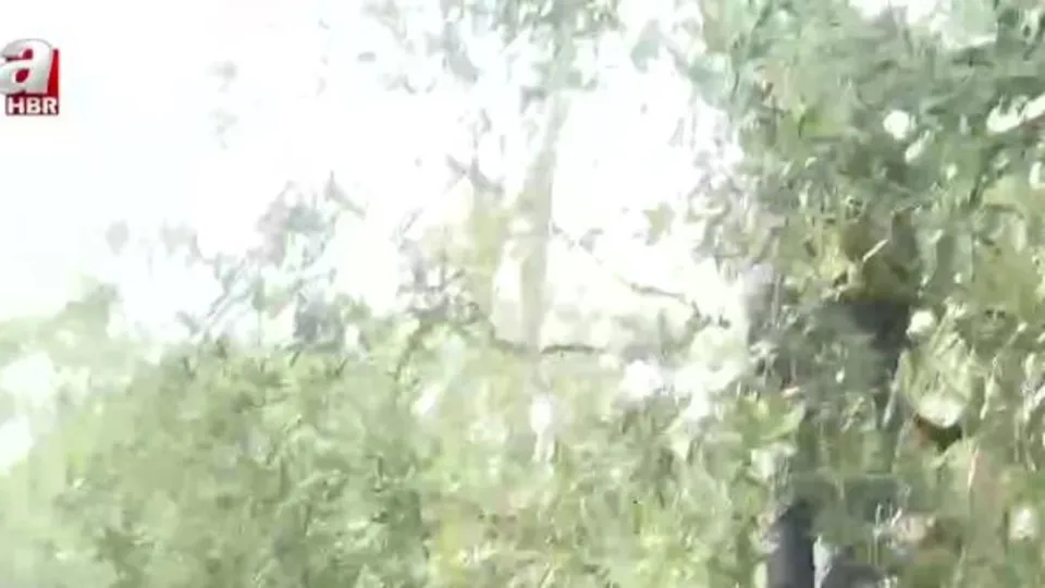 Zeytin bahçelerinde bakım nasıl yapılıyor?