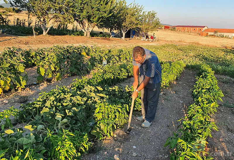 Tarlasında yetişeni görünce şaşkına döndü: Devasa büyüklükte! 2
