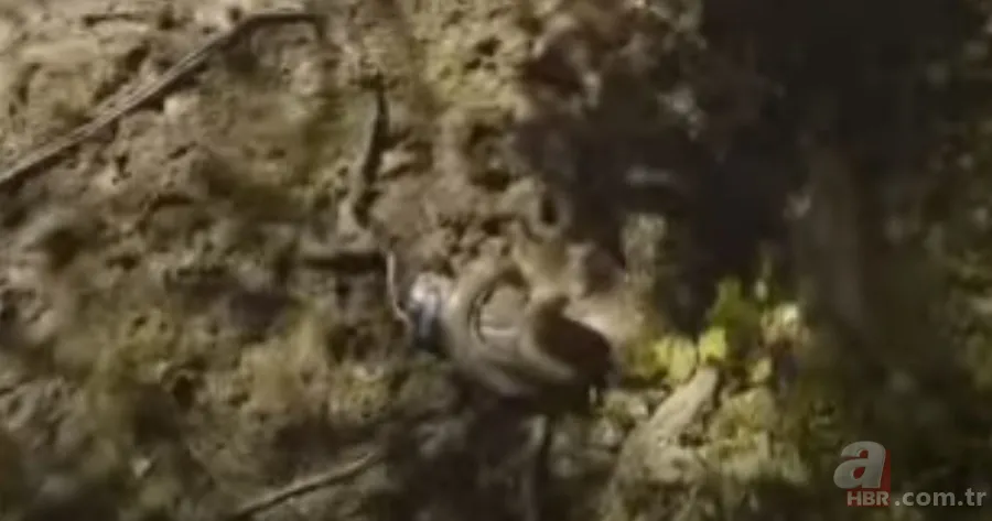 Kral kobra yılanı İngiliz adama saldırdı! Dünyanın en tehlikeli yılanı dinlenen adamı yakaladı 26