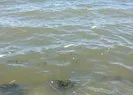 Çevre ve Şehircilik Bakanlığından Küçükçekmece Gölündeki balık ölümleri hakkında açıklama