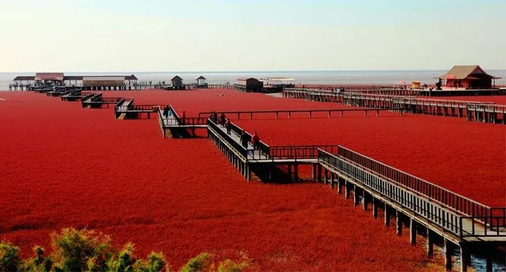 Çin’deki kırmızı sahil