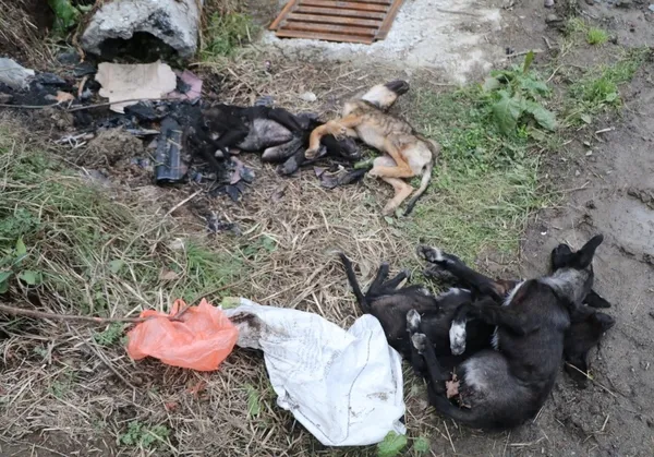 rizede-kopeklerin-supheli-olumu-mahalleli-ayaga-kalkti-vahsi-bir-durum-1644394363969.jpg Rize’de köpeklerin şüpheli ölümü! Mahalleli ayağa kalktı: Vahşi bir durum - 3