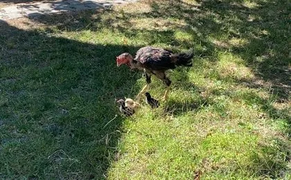 Kesmek için aldı kümese gidince şoke oldu! Bu horozu görenler gözlerine inanamıyor