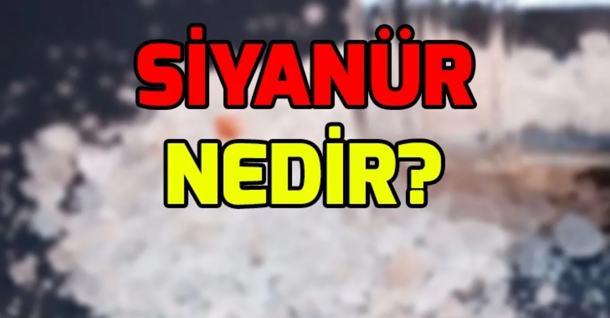 siyanur nedir siyanur zararlari nelerdir siyanur hakkinda kisa bilgi