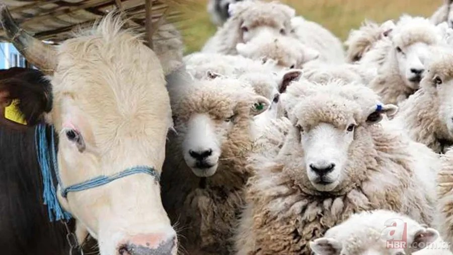 Kurbanlık Fiyatları 2024 | Koyun, keçi kurbanlık bedeli ne kadar, kaç TL? Küçükbaş hisseleri... 1