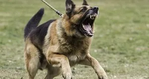 Sokak köpekleri düzenlemesi ile neler değişecek?