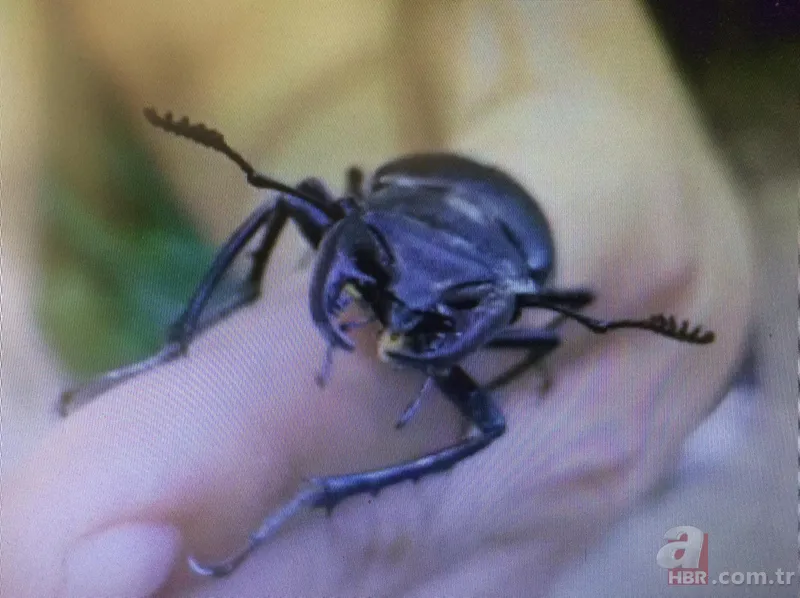 Koronavirüs nedeniyle sokağa çıkmak yasaklanmıştı! Sokakta yıllardır görülmeyen misk kedisi görüntülendi 10