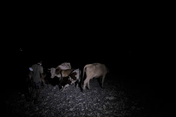 1627960700803.jpg Hayvanlarını deniz kenarına getirerek korudular! - 2