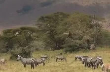 Tanzanya’nın vahşi doğasına yolculuk