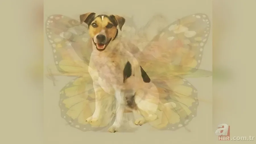 Kişilik testi: İlk fark ettiğiniz hayvan karakterinizin kodlarını veriyor 5