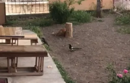 Saksağan kuşunun gazabına uğradı! Ankara’da vatandaşlar anbean görüntüledi 🐕🆚🐦