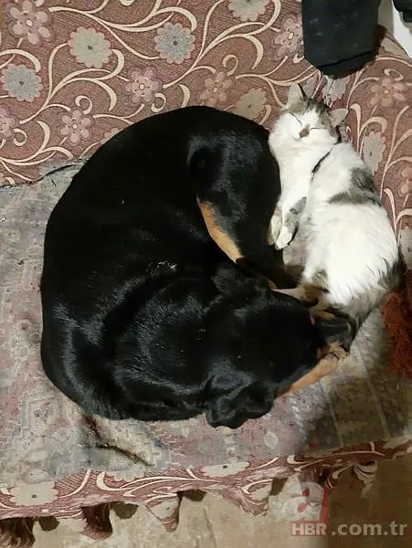 Görenler hayrete düşüyor! Kedi ile köpeğin kıskandıran dostluğu