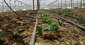 Şehirden köye dönene büyük teşvik!