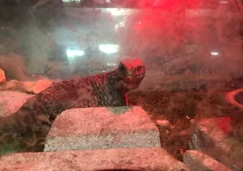 Alım satımı yasak hayvanlar ele geçirildi! İstanbul'daki baskında ortaya çıktı!