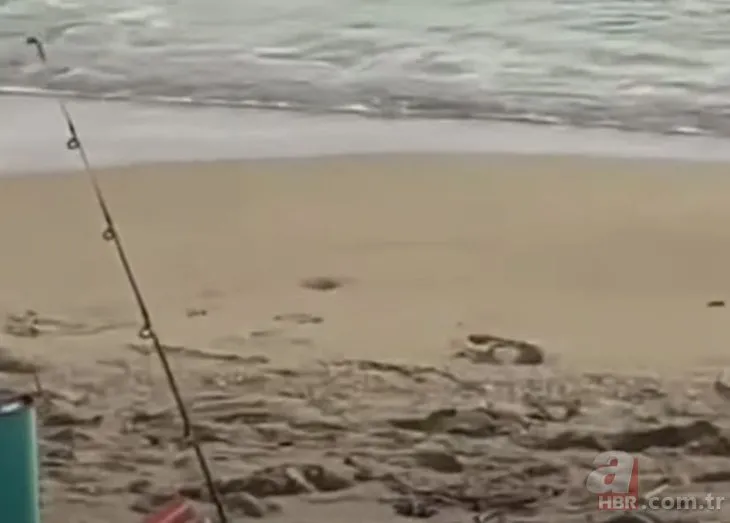 Dev timsahtan köpek balığına saldırdı! Denizde dehşet anları