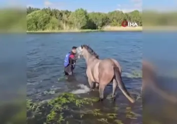 Ardahan'da mahsur kalan atı kurtarma operasyonu