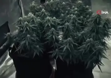 Gardırobu açtılar sera çıktı: 2 gözaltı