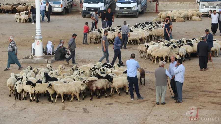 Bayram öncesi kurbanlık alacaklar dikkat: Hastalık geçmişini öğrenmek için bunu yapın 8