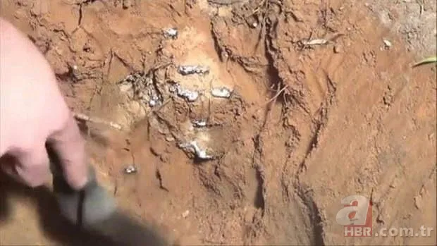 Kırmızı karıncalardan batmayan sal! Haftalarca yüzebiliyorlar 23