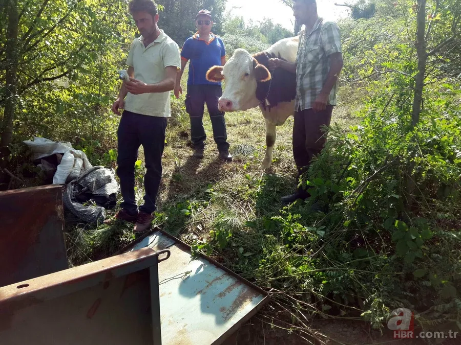 Ormanda doğum yapan inek 3 gün sonra kurtarıldı 3