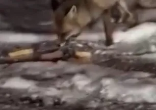 Aç kalan tilkiyi elleriyle besledi