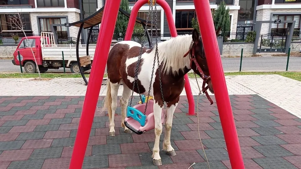Kimse nasıl olduğunu anlayamadı! Çocuk parkına giren at salıncağa dolandı