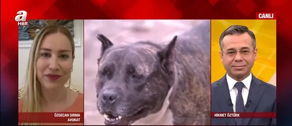 pitbull-beslemek-yasal-mi-pitbull-beslemenin-cezasi-var-mi-1623573182387.jpg Pitbull beslemek yasal mı? Pitbull beslemenin cezası var mı? - 2