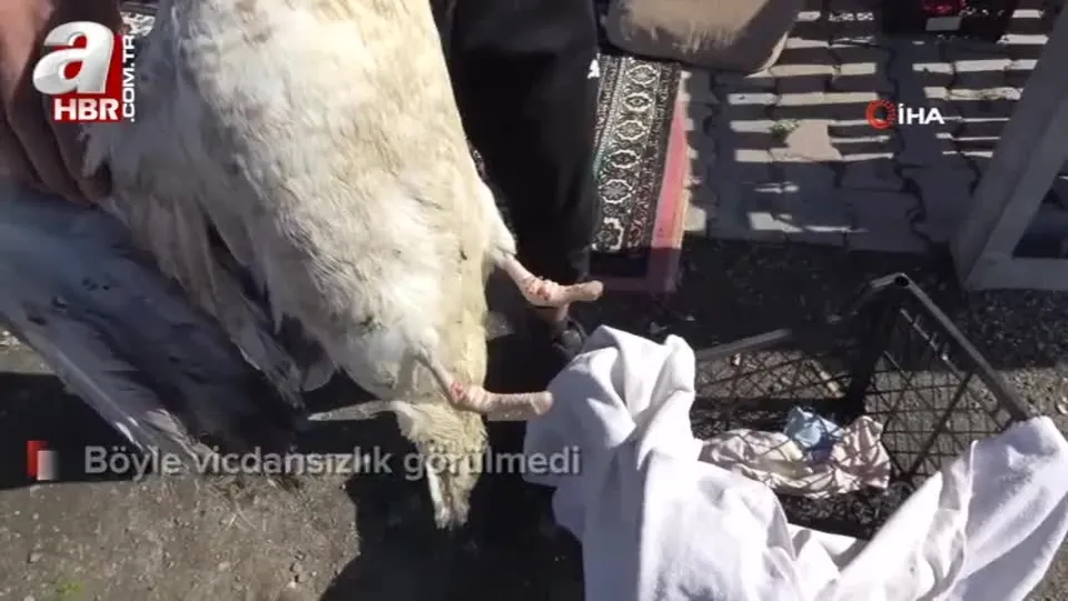 Böyle vicdansızlık görülmedi