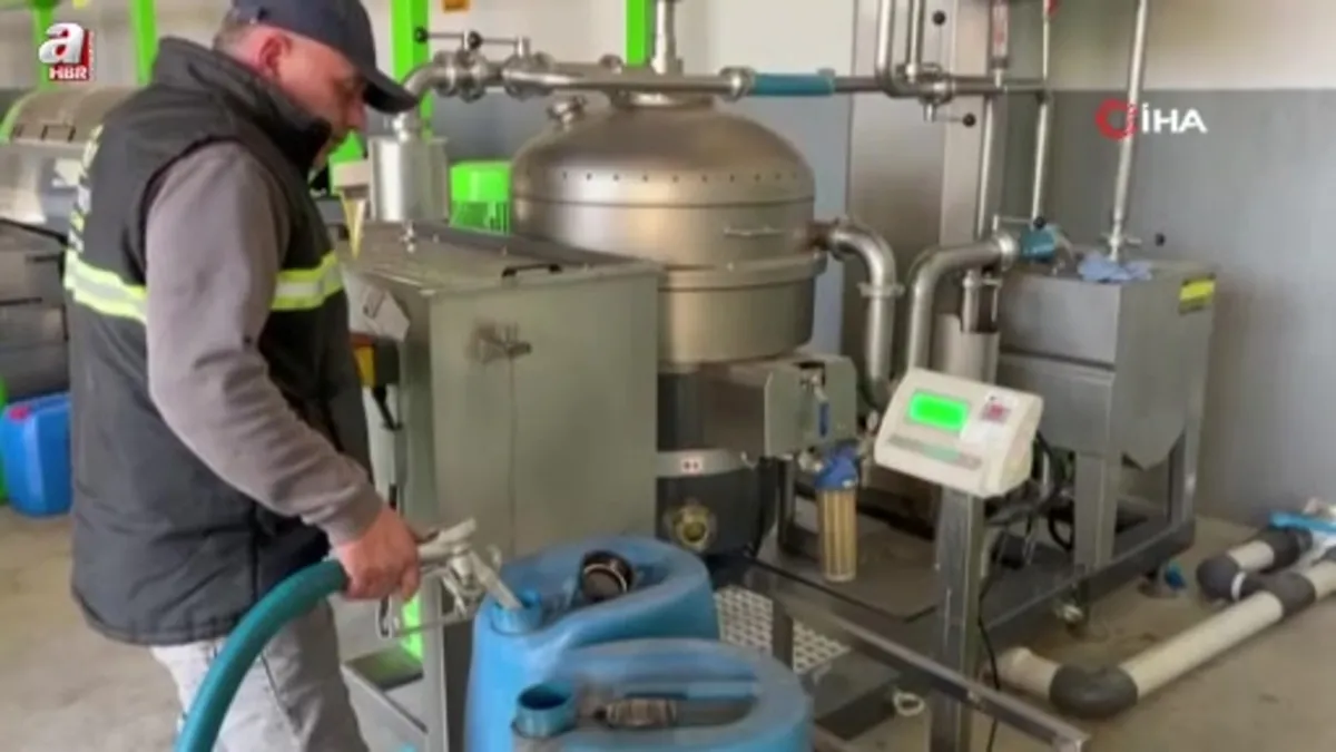 Denizli'de kara meyve altın sıvıya dönüşüyor