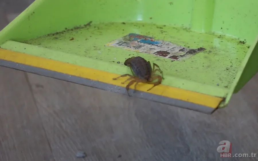 Görüntüler Türkiye’den… Havalar ısınınca ortaya çıktı! Gece uykudayken akrep soktu 6