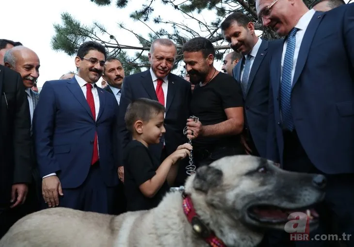 Başkan Erdoğan’a Sivas’ta kangal hediye edildi