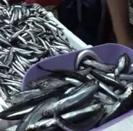 Hamsi ve istavritin fiyatı düştü!