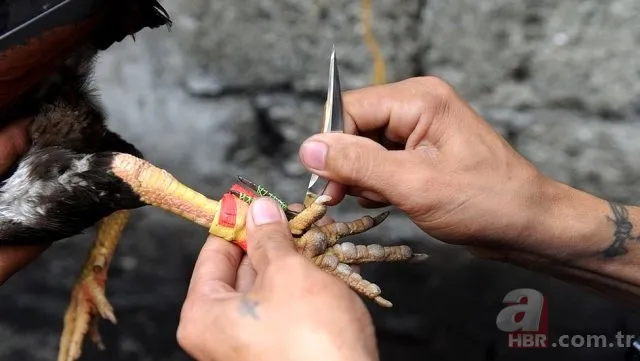 Son dakika: Baskına giden polisi horoz öldürdü! Akılalmaz olay... 4