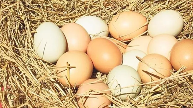 “Gezen tavuk” ve “Organik tavuk” adı altında yüksek fiyatlarla yumurta satışı - 4