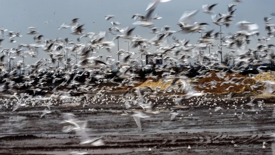 Martıların rüzgarla dansı görsel şölen sundu