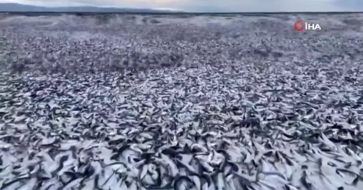 Korkutan manzara! Binlercesi kıyıya vurdu