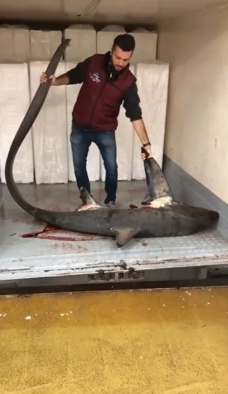 marmarada-4-metre-uzunlugunda-kopek-baligi-yakalandi-1631609356858.jpg Marmara’da 4 metre uzunluğunda köpek balığı yakalandı - 3