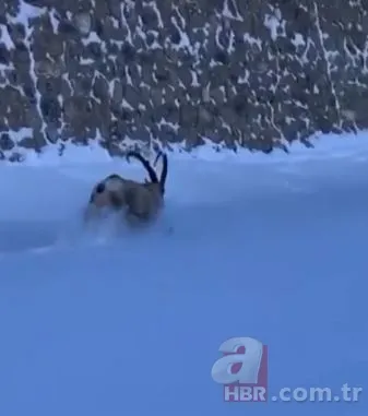 Dağ keçisinin zor anları! Hakkari'deki yoğun kar yağışı onları da olumsuz etkiledi 3